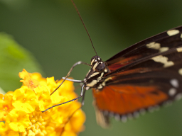 Schmetterling